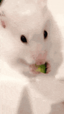 a close up of a hamster eating a green leaf