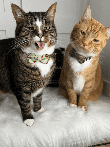 a cat wearing a bow tie is standing next to another cat wearing a bow tie