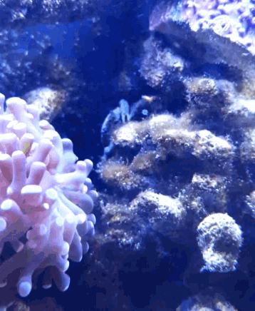 Coral Reefs GIF - Coral Reefs GIFs