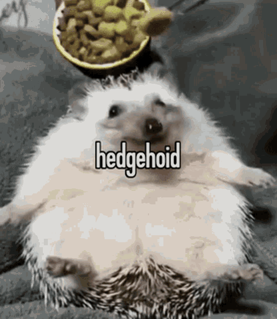 Animals With Captions Hedgehog GIF - Animals With Captions Hedgehog Animals Eating GIFs