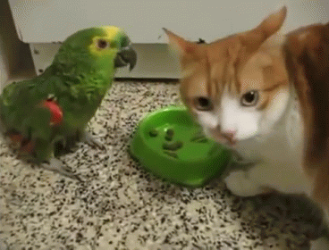 Get Your Own! GIF - Cat Bird Food GIFs