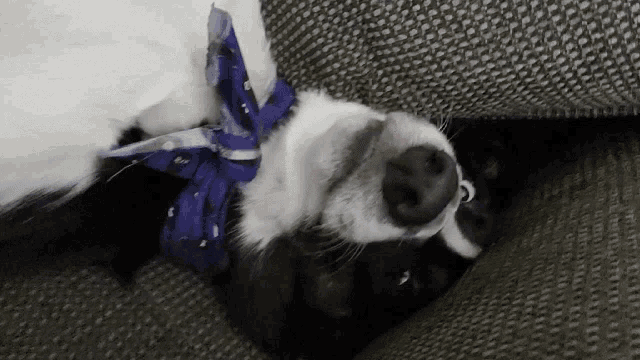a black and white dog with a blue scarf around its neck laying on a couch