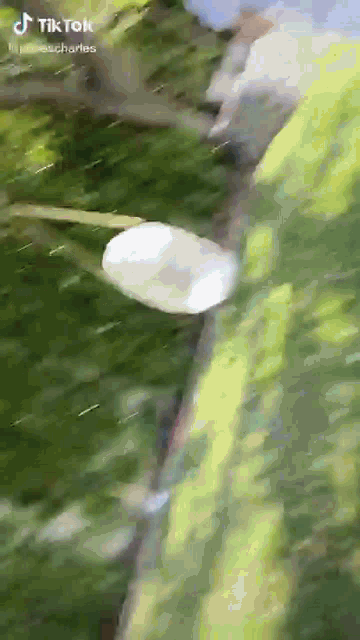 a marshmallow is being thrown from a tree branch .