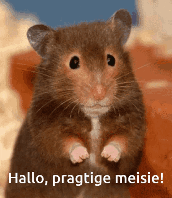 a picture of a hamster with the words hallo pragtige meisie on the bottom