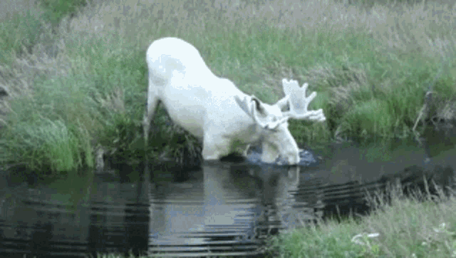 Moose Water GIF - Moose Water Swimming GIFs