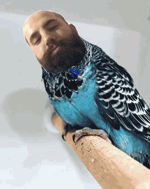 Burak Muhabbet Kuşu GIF - Burak Muhabbet Kuşu GIFs