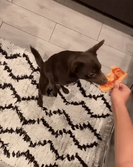 pizza-dog.gif