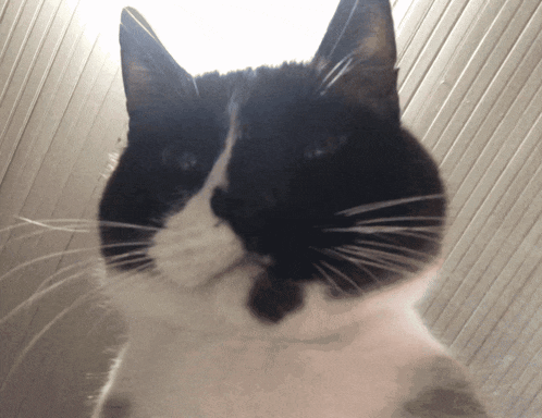 a black and white cat looks at the camera