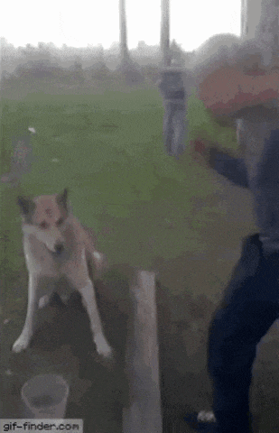 a man is standing in front of a dog .
