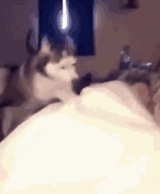 Dog Wake Up GIF - Dog Wake Up Sleep GIFs