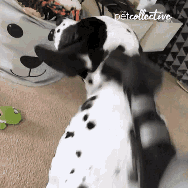 Cleaning Time Scratching GIF