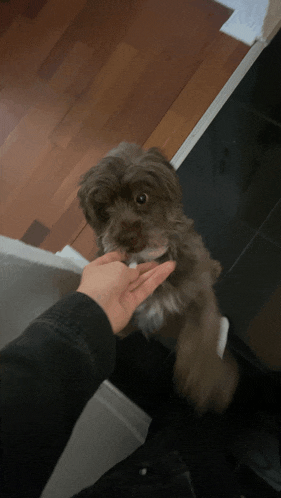 a person petting a small brown dog on a wood floor