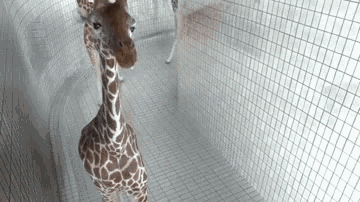 a giraffe is standing in a cage and looking at the camera
