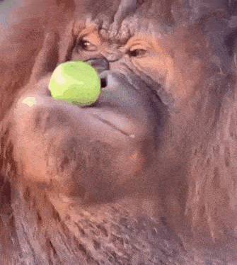 Apple Orangutan GIF - Apple Orangutan Angry GIFs