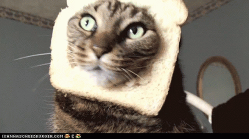 Cat Bread GIF - Cat Bread Funny GIFs