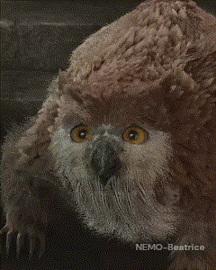 Owlbear Owlbear Cub GIF