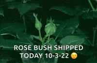 a bunch of red roses with the words `` rose bush shipped today 10-3-22 '' written on it .