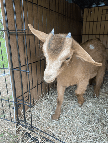Goat Images GIF - Goat Images GIFs