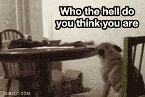 a pug dog is standing in front of a table .