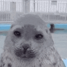 a close up of a seal looking at the camera with a blurred background .