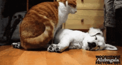 a cat and a dog are laying on the floor .