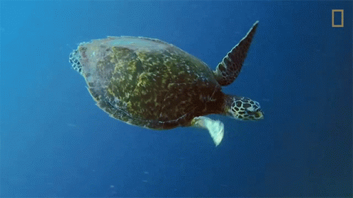 Swimming Turtle Nat Geo Wild GIF - Swimming Turtle Nat Geo Wild Into The Deep Ocean GIFs
