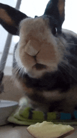 a close up of a rabbit with a slice of cheese in front of it