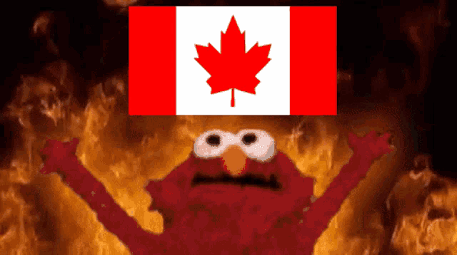 elmo with a maple leaf on his head and a canadian flag in the background