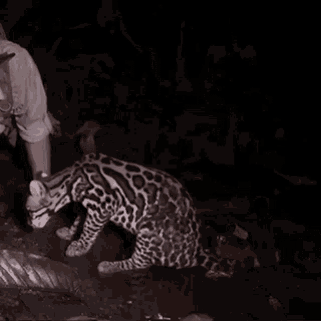 Epas GIF