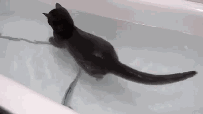 Just Chasing Nothing GIF - Cats Bath Bathtub GIFs