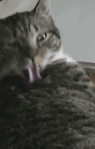 Cats Grooming GIF