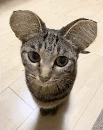a close up of a cat 's face looking at the camera
