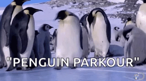 Penguin Slip GIF