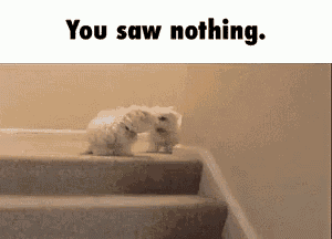two small white dogs are kissing on the stairs .
