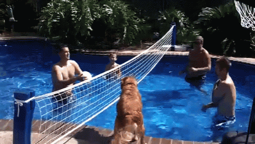 Guard Dog GIF - Ball Volley Pool GIFs