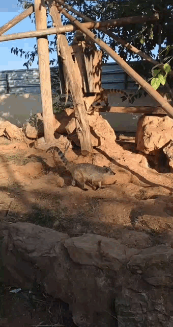 a lizard is laying on the ground in a zoo enclosure