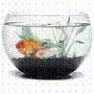 Fish Fish Spinning GIF - Fish Fish Spinning Fish Tank GIFs