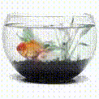 a goldfish is swimming in a glass bowl with plants