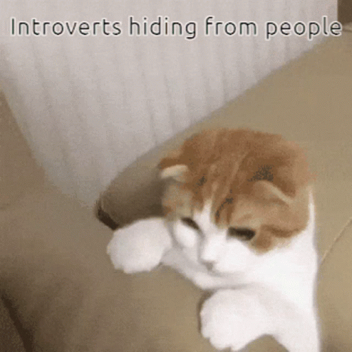 Introvert Cat GIF