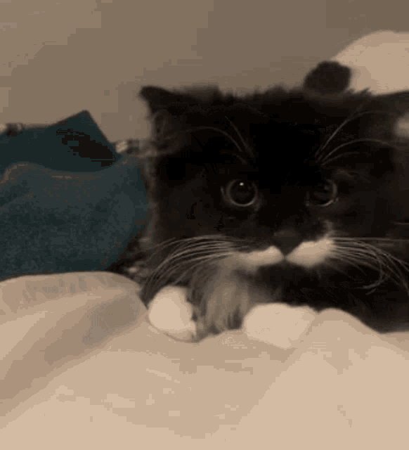 a black and white cat is laying on a bed and looking at the camera