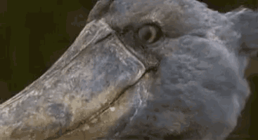 a close up of a bird 's head with a large beak and a white eye .