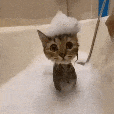 a small cat is taking a bath in a bathtub with foam on its head .