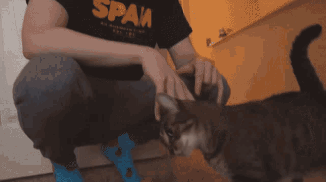 a cat wearing a pair of blue socks with a duck on them