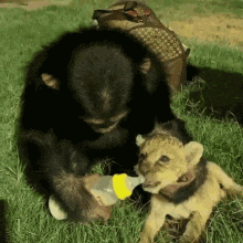a baby lion drinking milk from a bottle
