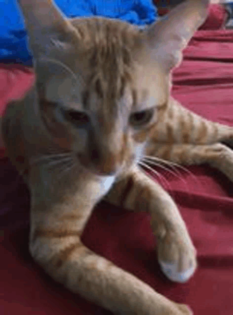 a cat is laying on a bed with a red blanket .