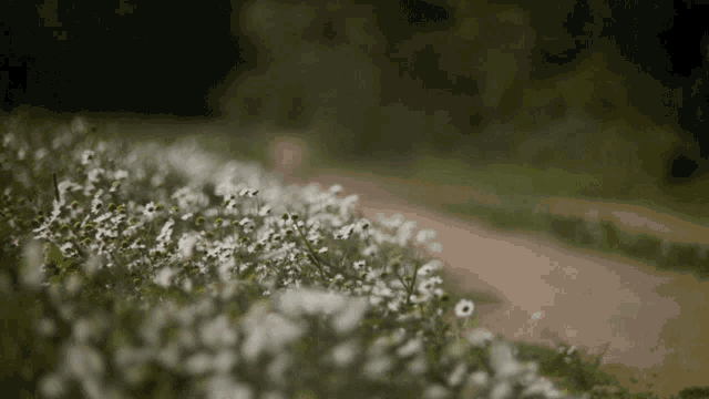 a row of white daisies along a dirt road