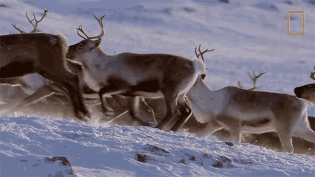 Herd Of Reindeer Gordon Ramsay Uncharted GIF - Herd Of Reindeer Gordon Ramsay Uncharted Reindeers GIFs