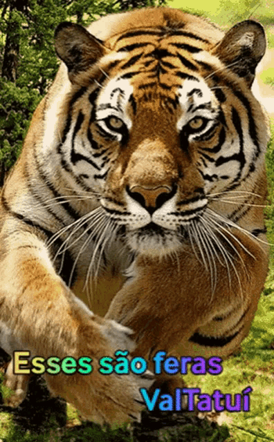 a picture of a tiger with the words " esses sao feras valtatui " written on it