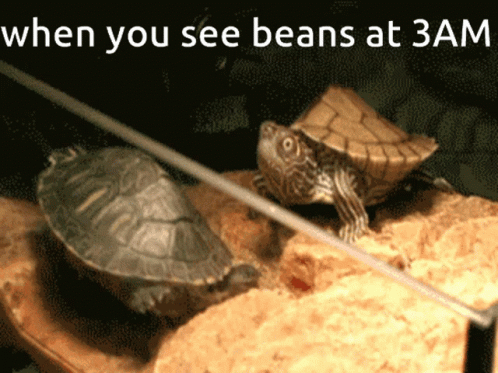 Beans 3am GIF - Beans 3am Turtle GIFs