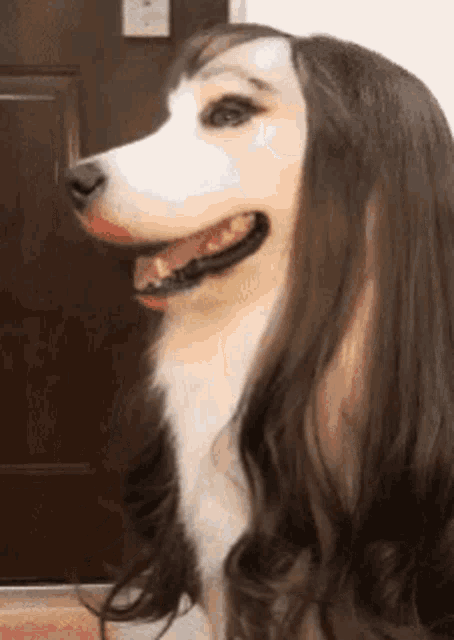 a dog wearing a woman 's wig is smiling .
